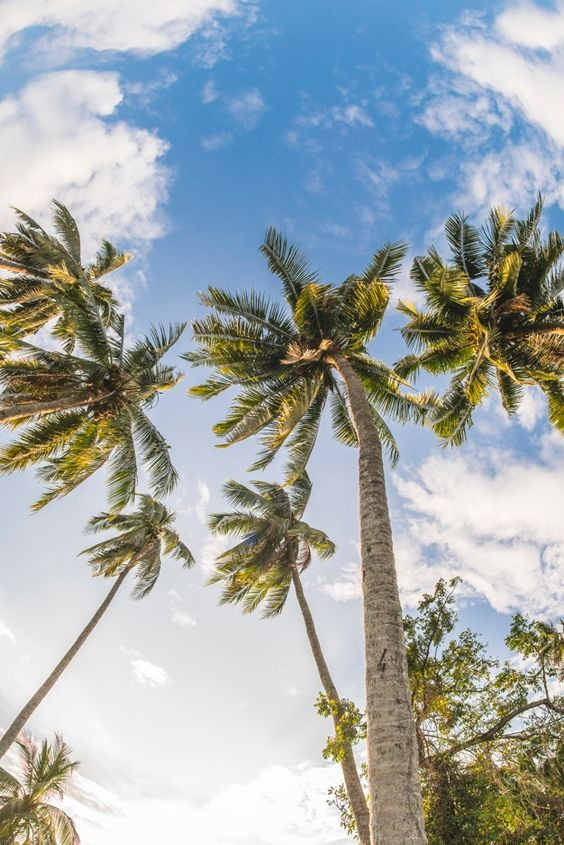 Crude Coconut Oil