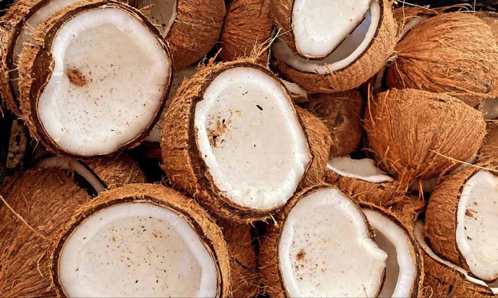 10 Coconut Powder Suppliers in Indonesia