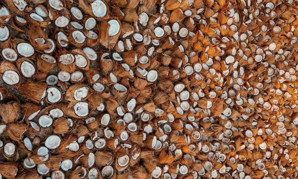 Here Are the 14 Desiccated Coconut Manufacturers Around the World